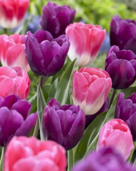 Tulips Subscription - 10 pc | اشتراك التوليب - 10 حبات