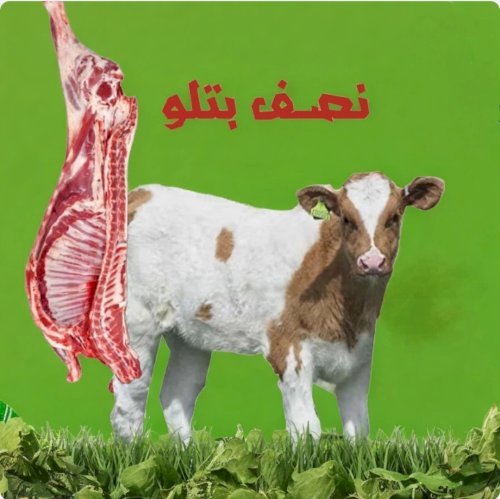 نصف ذبيحة لحم عجل استرالي